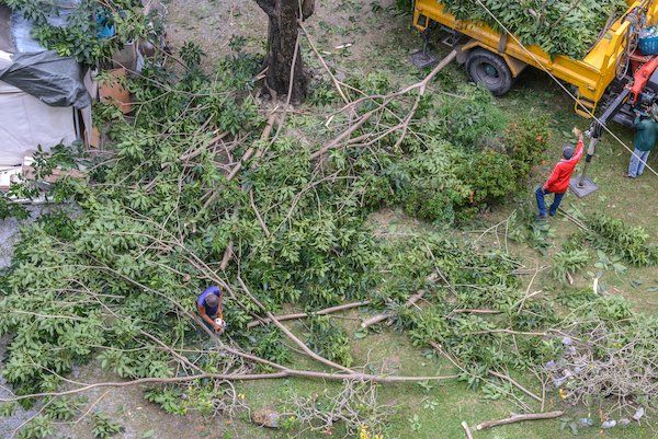  arboristipalvelut Lahdessa