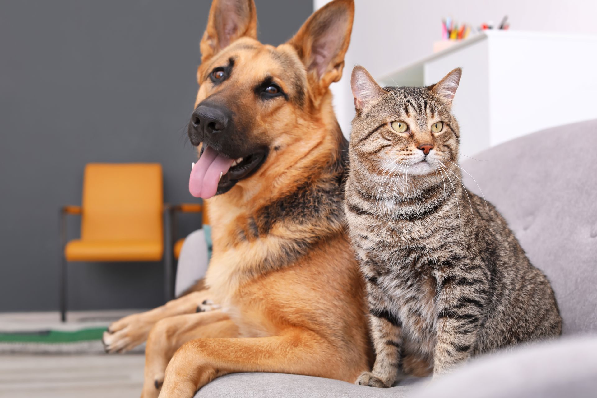 A German Shepherd and a relaxed tabby cat sit side by side on a couch.