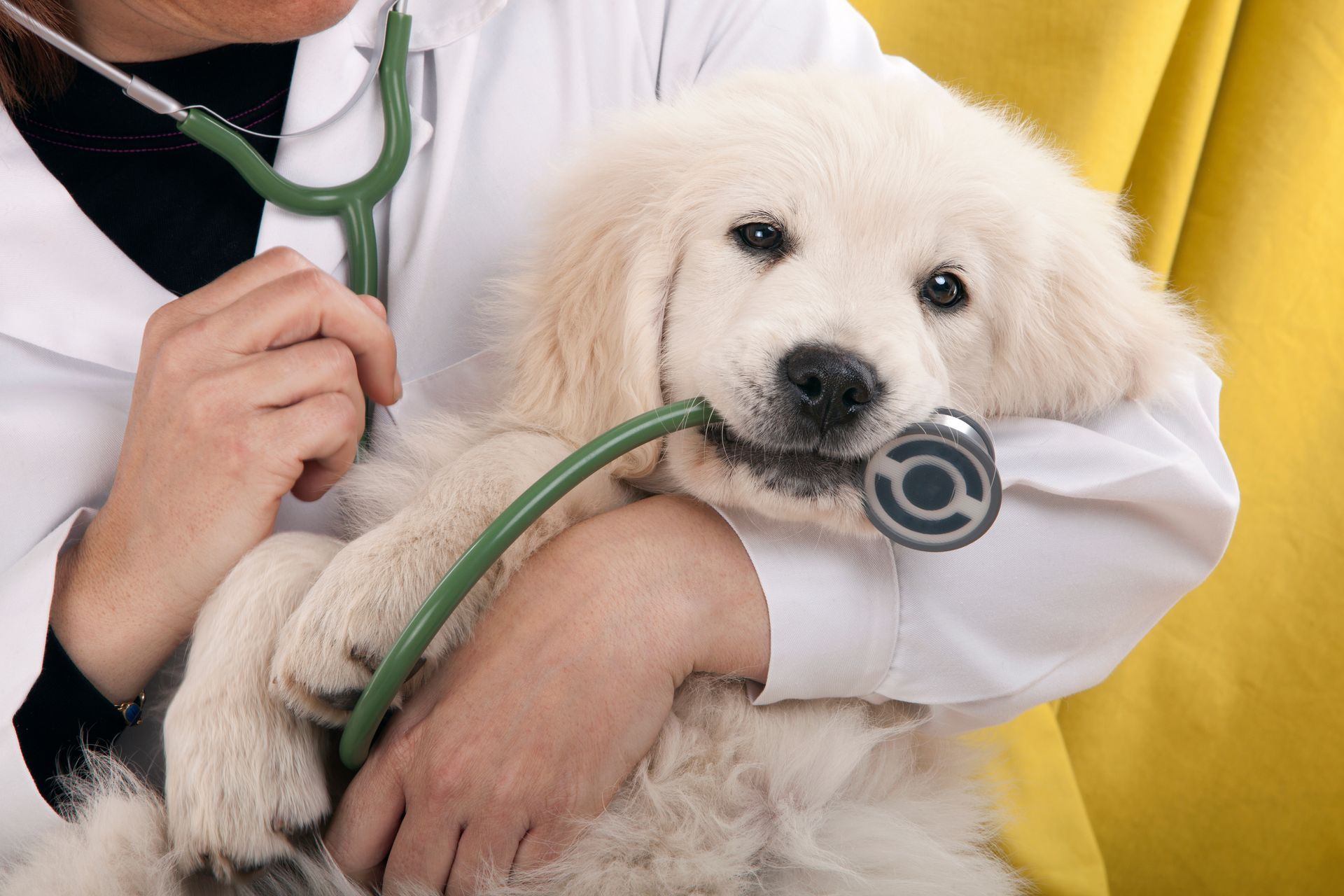 Close view of a puppy being held by a veterinarian, biting the stethoscope