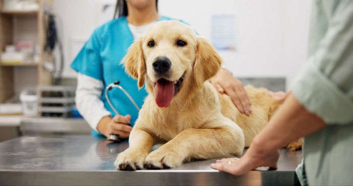 View of two vets with a Golden retriever lying on a medical metal table.