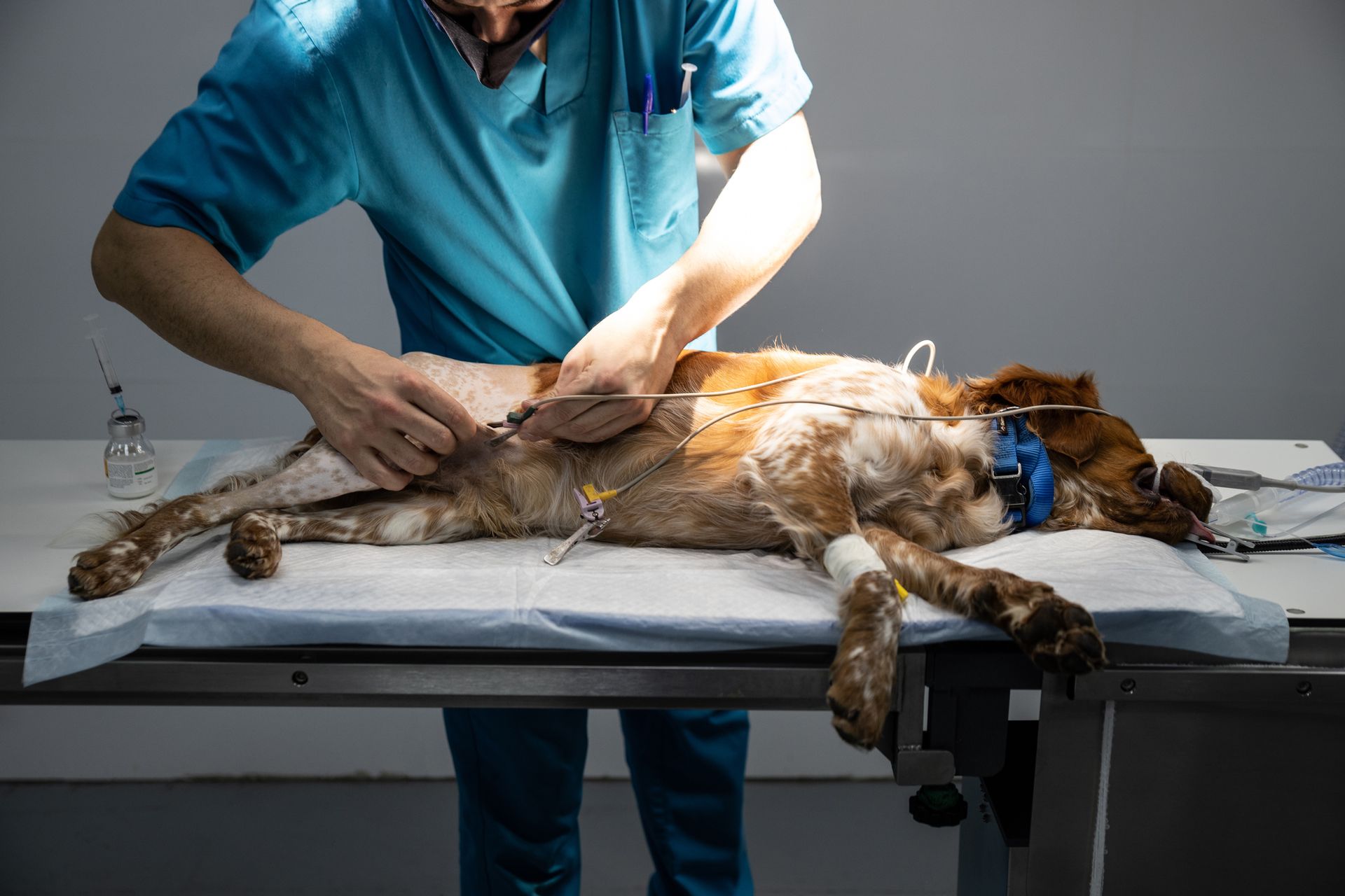 A male veterinary surgeon operating on a dog at a hospital.