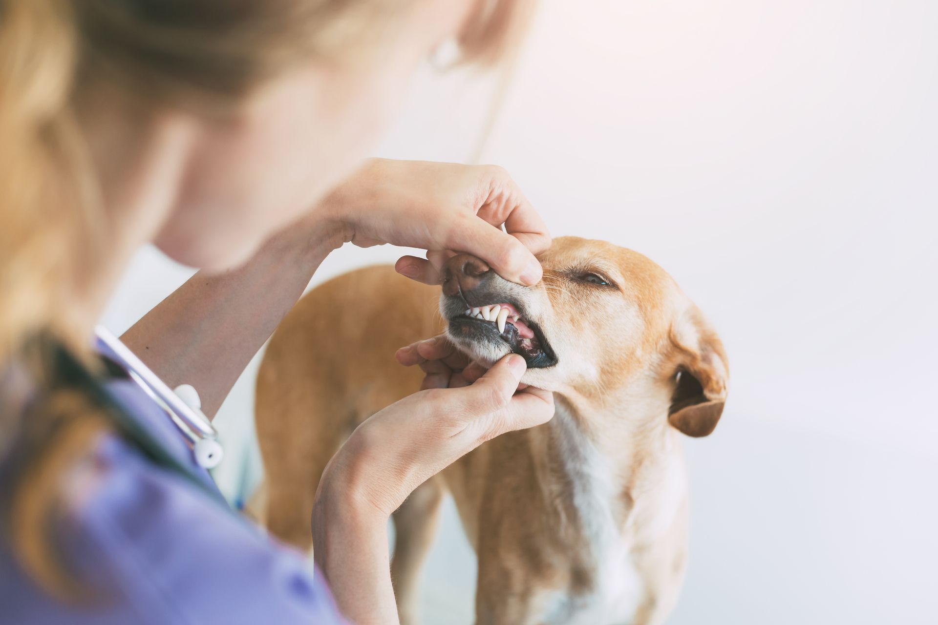 Close-up of a veterinarian examining a dog's teeth.