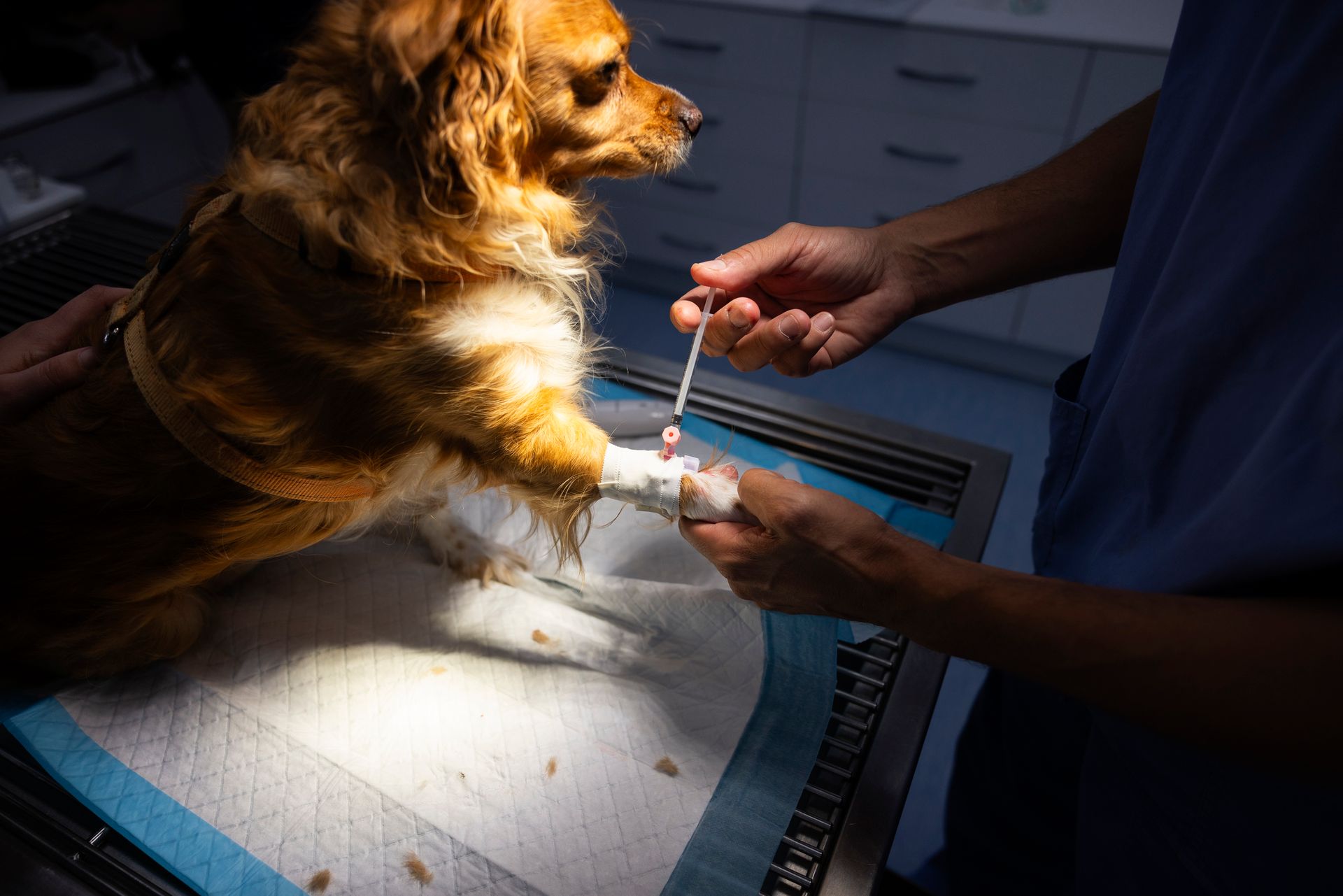 A veterinarian preparing to perform paw surgery on a dog at an animal surgery clinic.