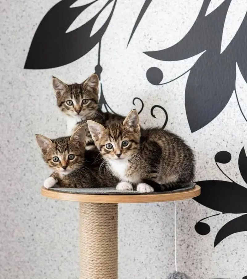 Three kittens are sitting on top of a scratching post.