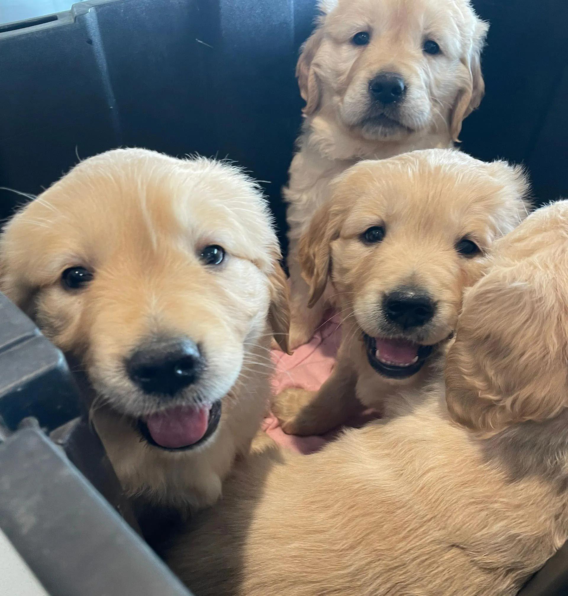 A group of puppies are sitting in a crate with their tongues out
