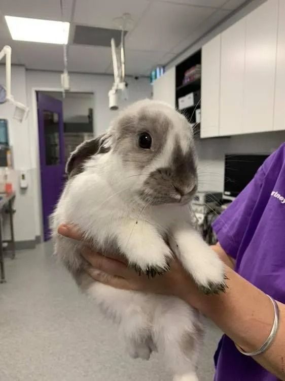 A person is holding a small white rabbit in their hands.
