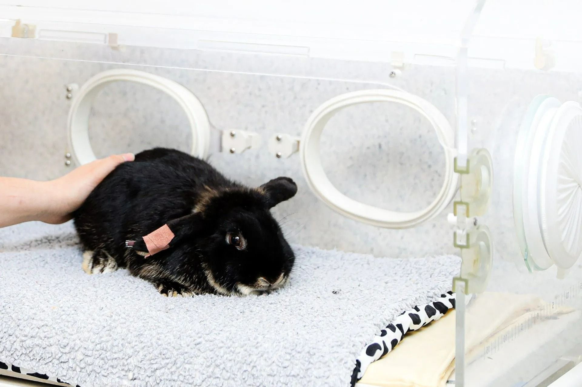A person is petting a black rabbit in a cage.