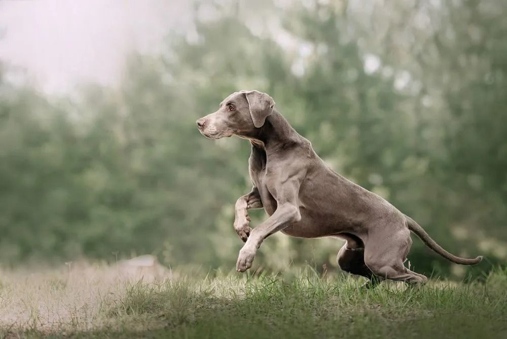 A gray dog is jumping in the air in a field.