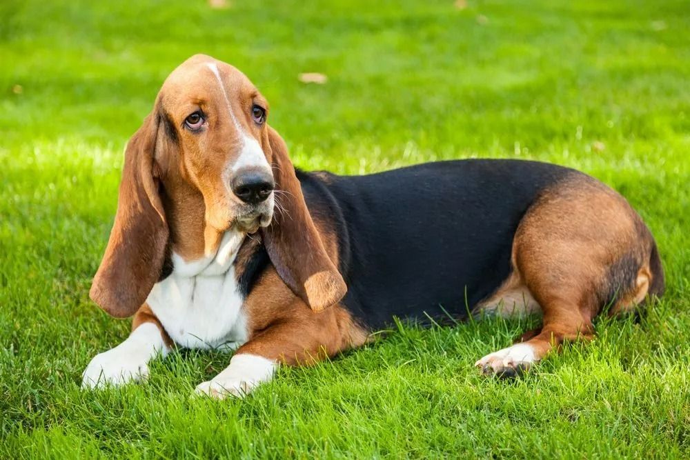 A basset hound is laying in the grass and looking at the camera.