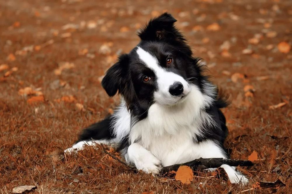 A black and white border collie dog is laying on the ground.