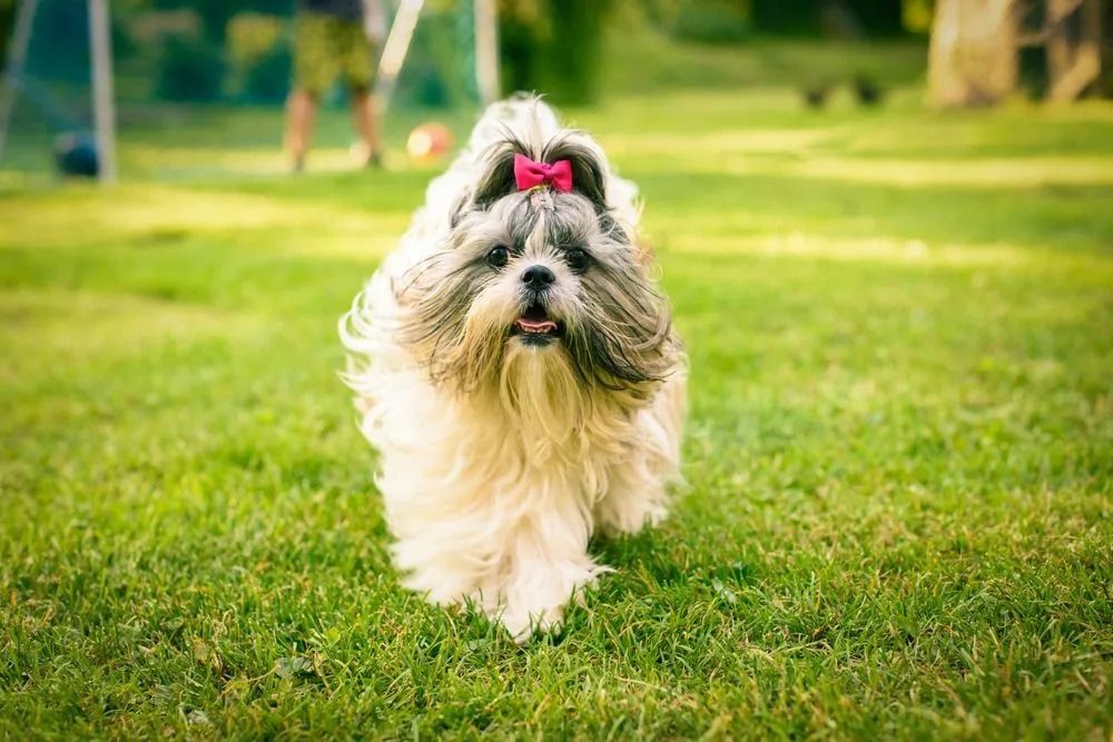 A small dog with a pink bow on its head is running in the grass.