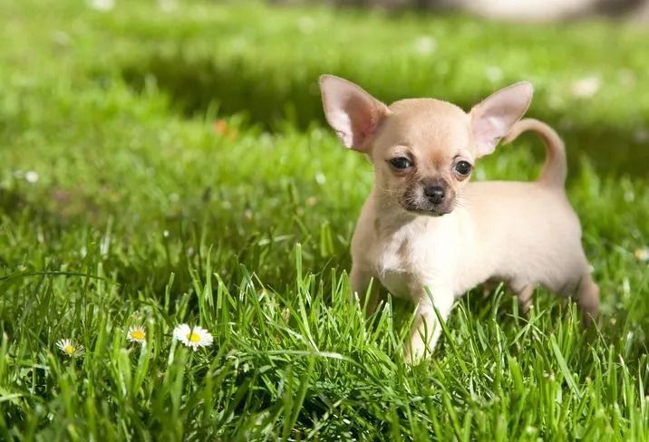 A small chihuahua puppy is standing in the grass.