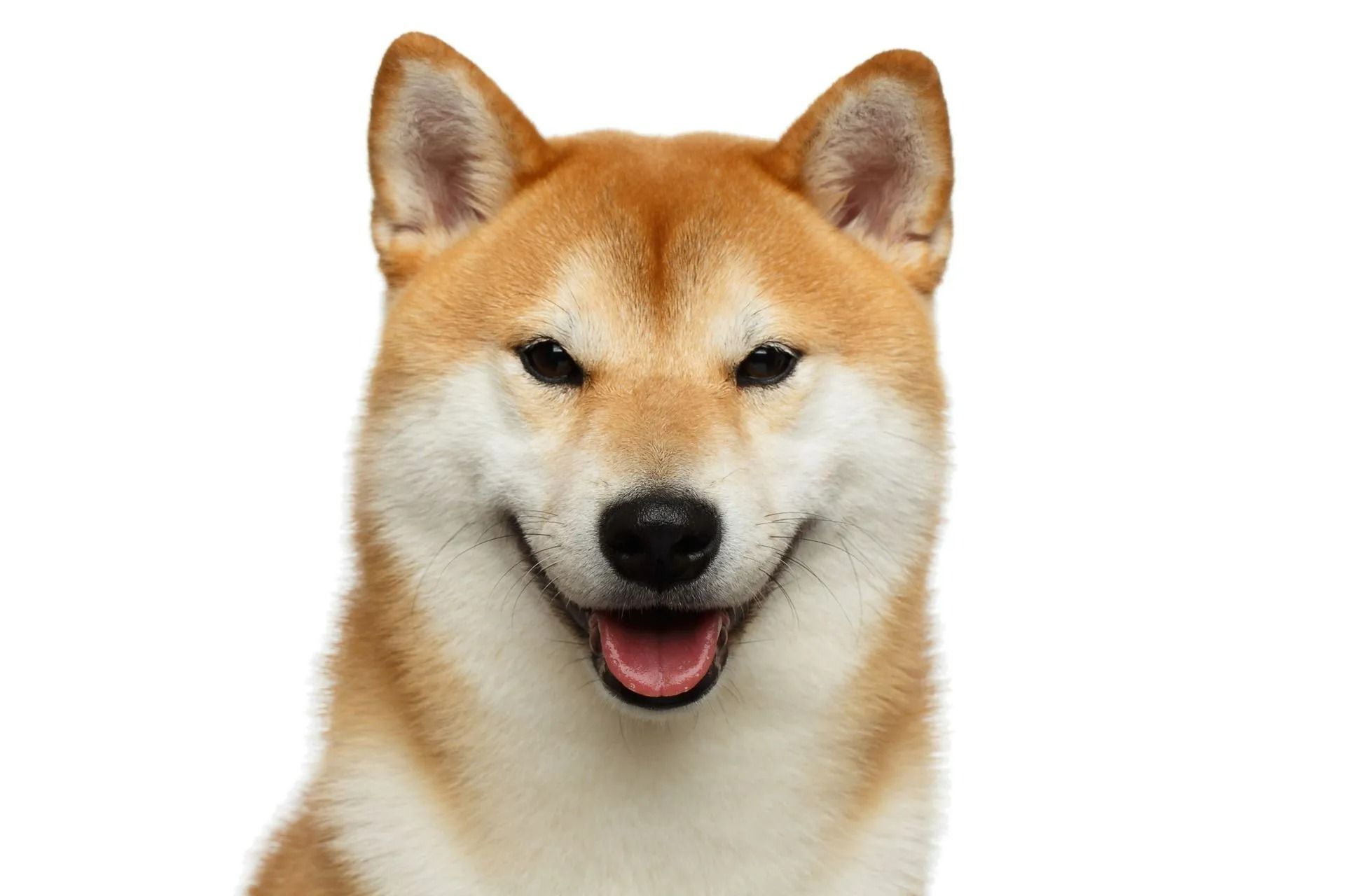 A close up of a shiba inu dog 's face on a white background.