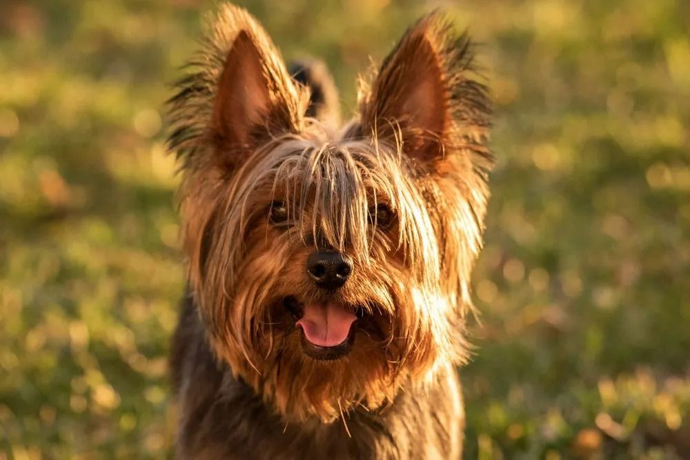 A small dog is standing in the grass with its tongue hanging out and looking at the camera.