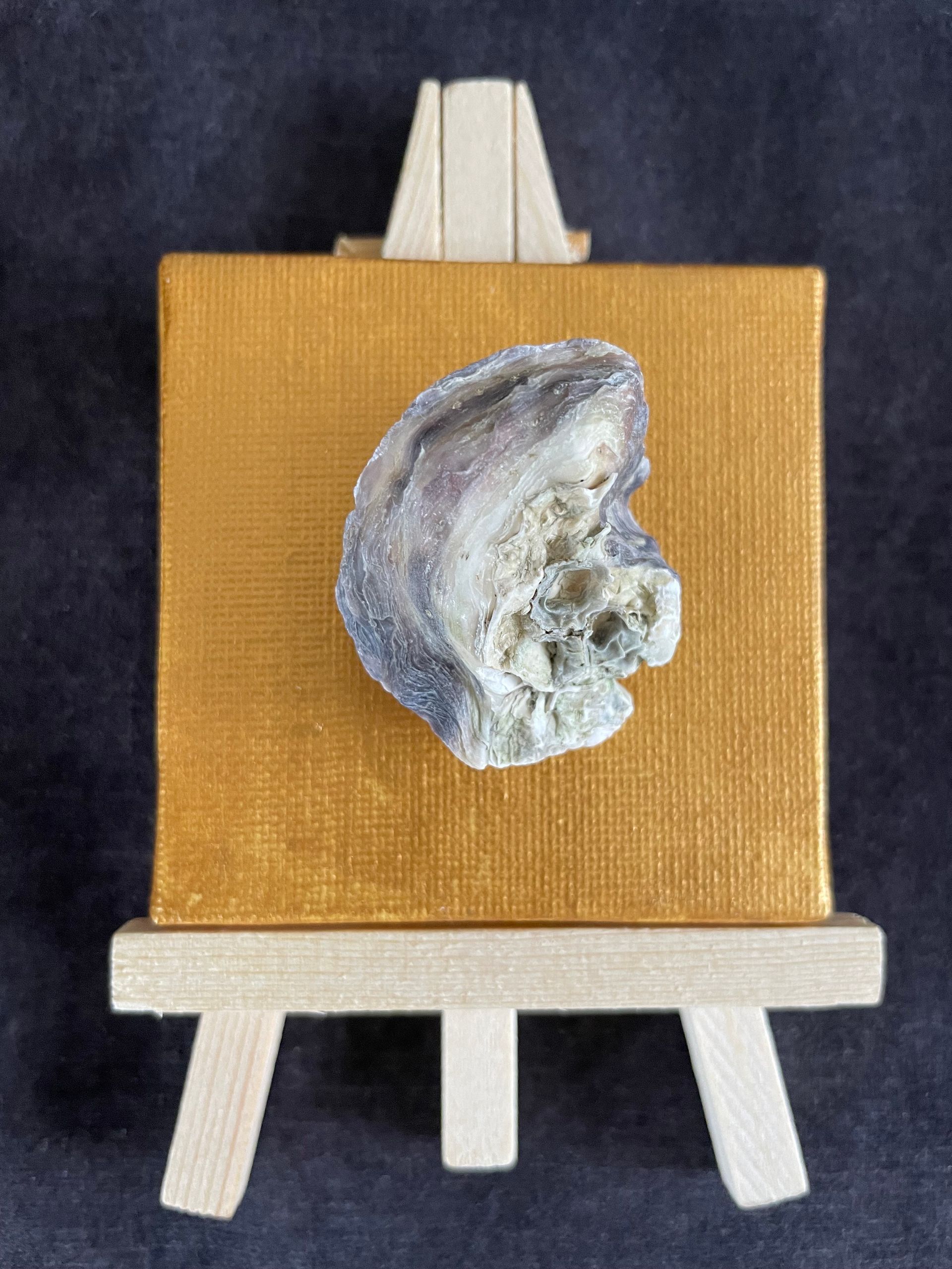 Oester