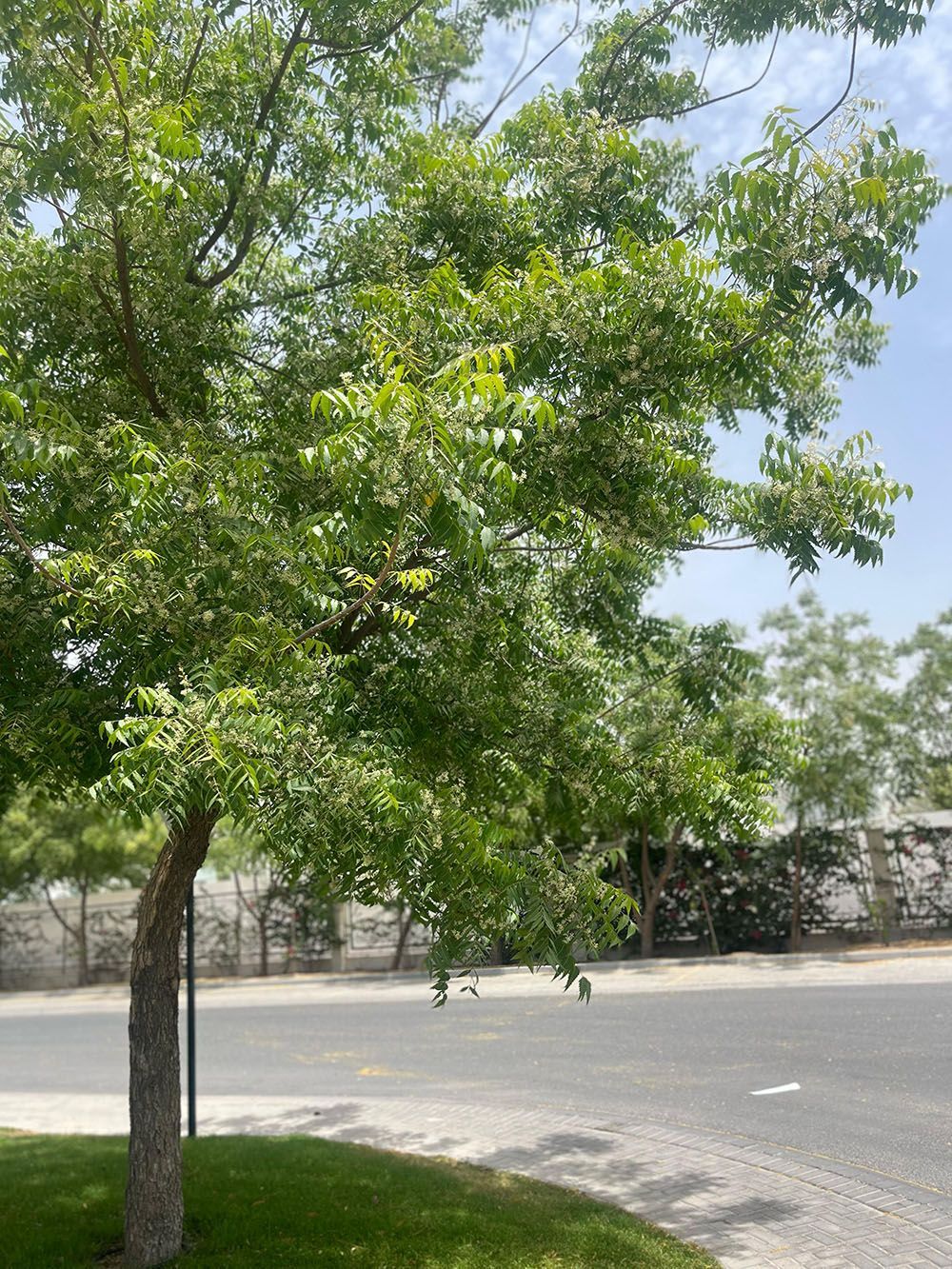 Riffa Views Plants: Neem Trees