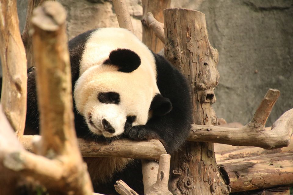 pandabeer in het panda research centre in Chengdu