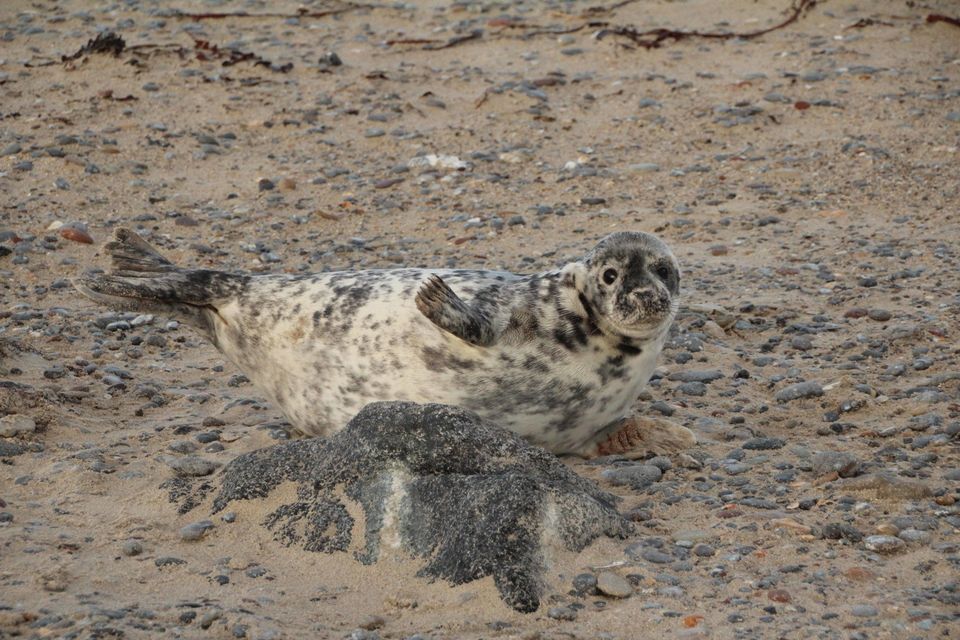 jonge zeehond ligt achter steen op strand 