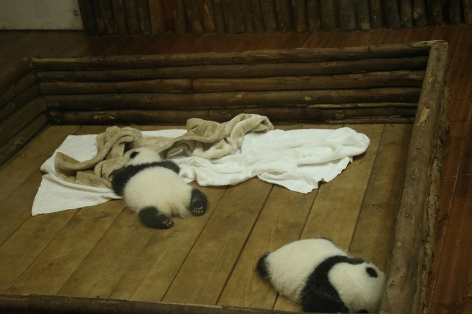 couveuse met babypanda's in chengu