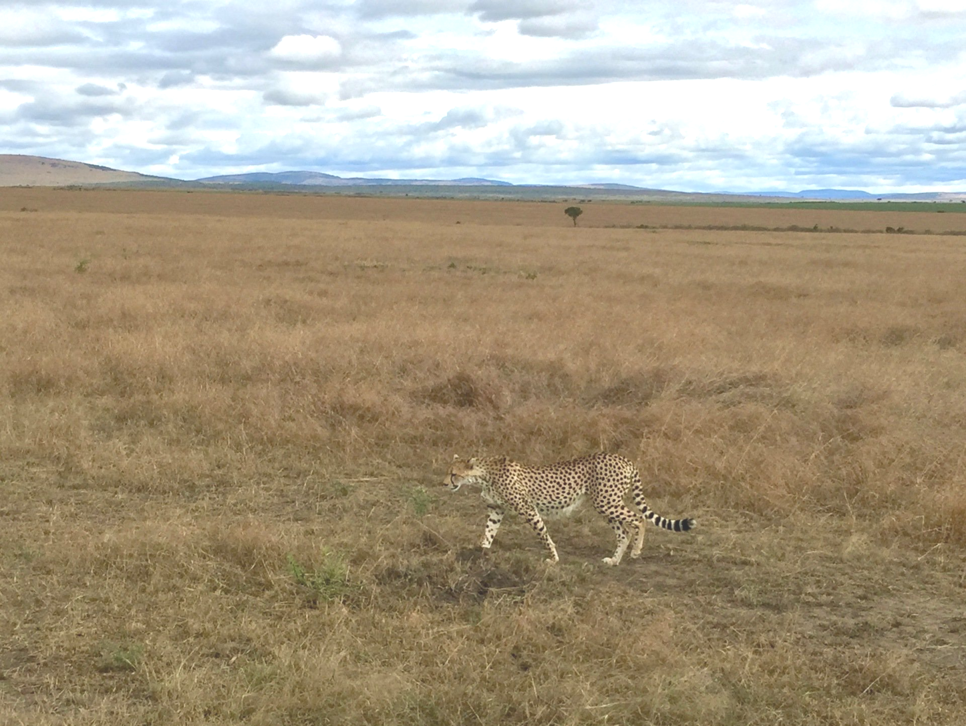 cheetah in Kenia