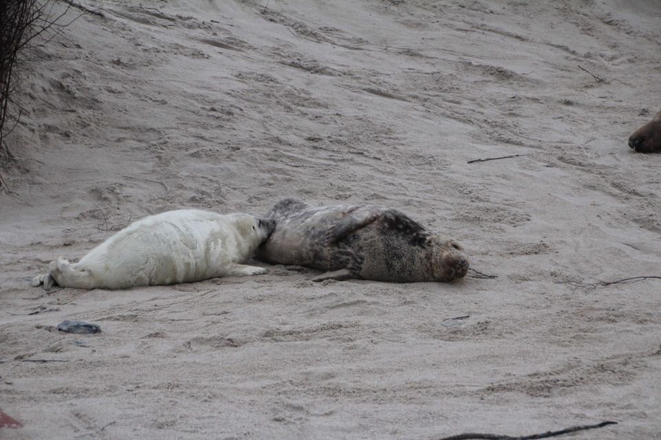 jonge zeehond drinkt bij moeder