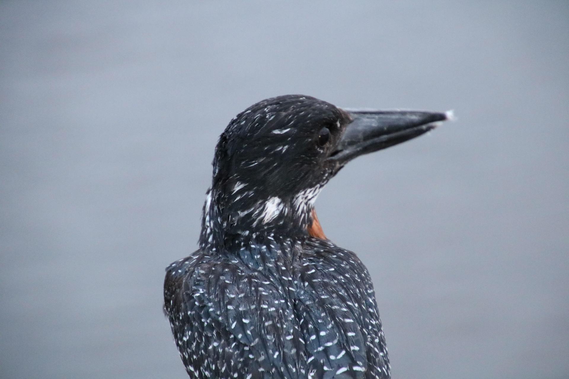 giant kingfisher