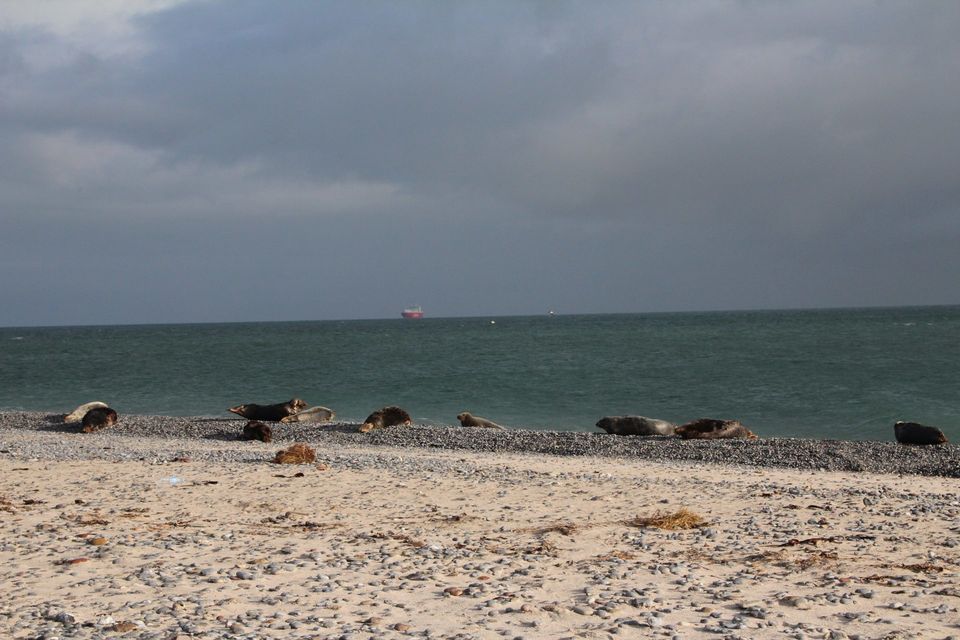 zeehonden aan de branding bij helgoland