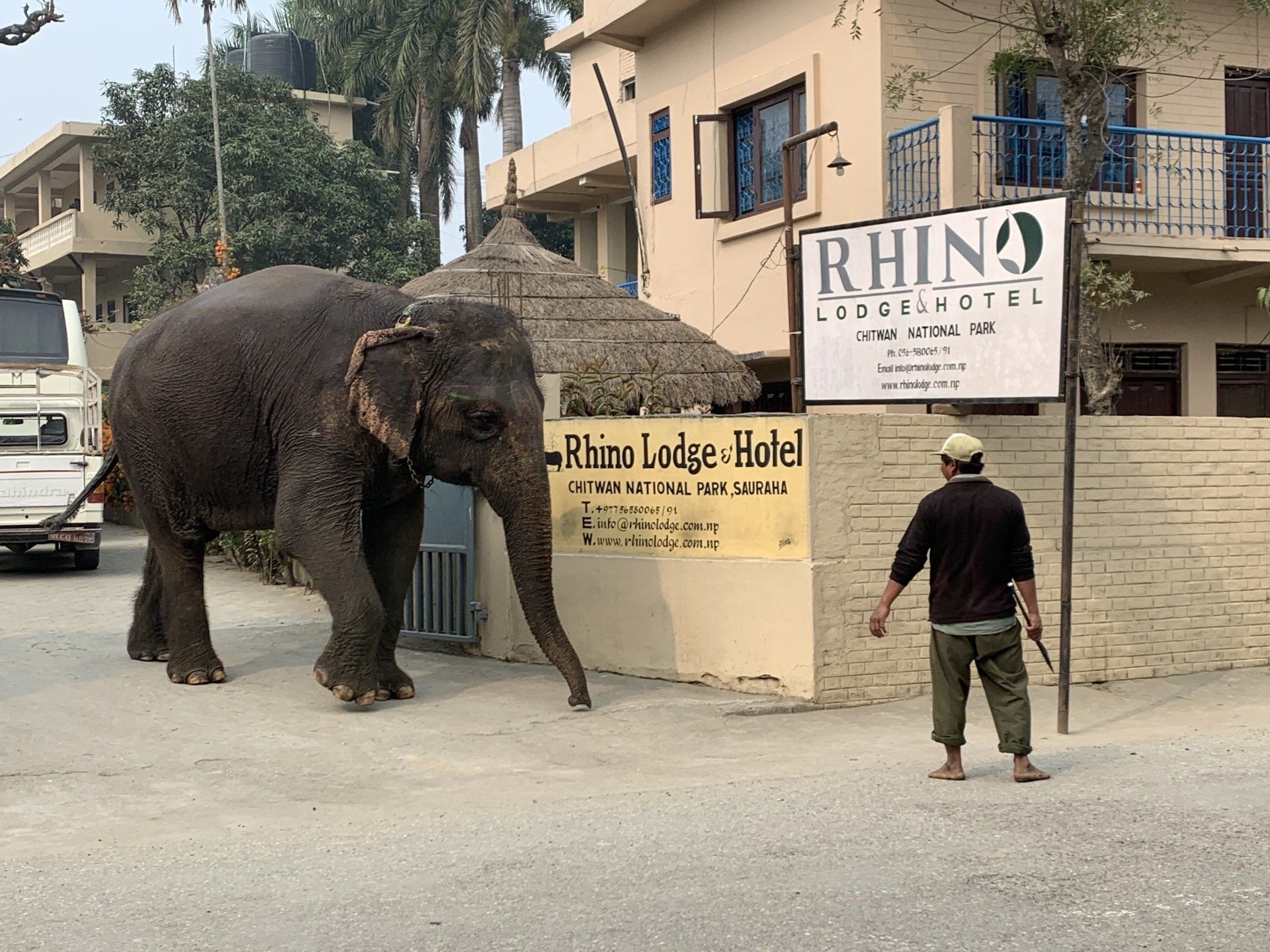 Olifant loopt langs ingang lodge in Chitwan Nepal