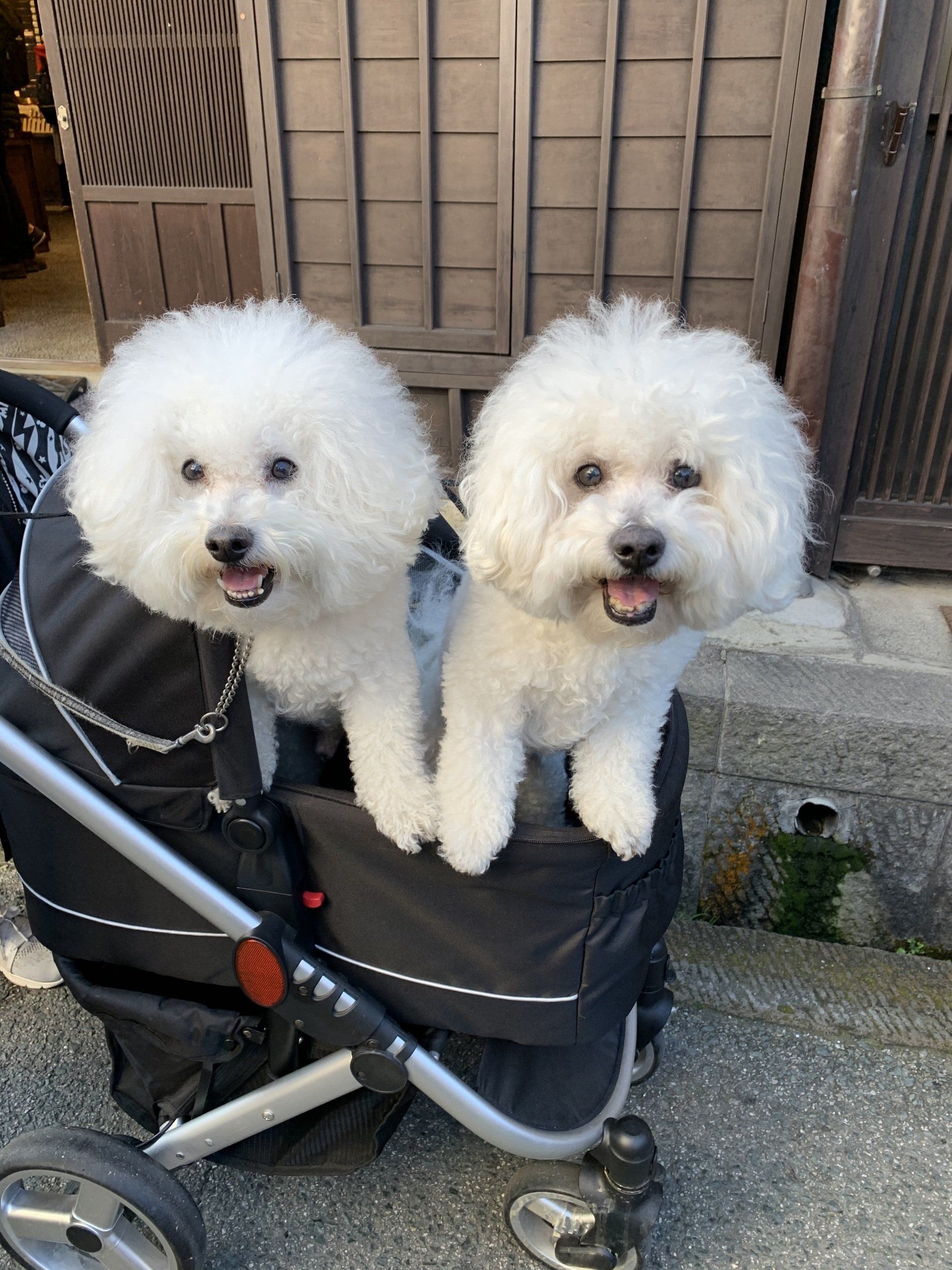 Twee hondjes in een wandelwagen in Japan
