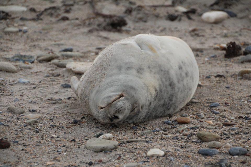 jonge zeehond ligt op zijn rug te slapen