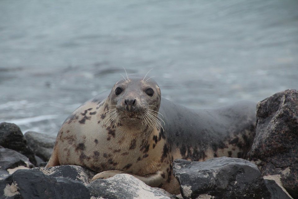 jonge zeehond in de zee bij helgoland