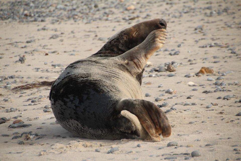 zeehond krabt zich aan zijn snuit