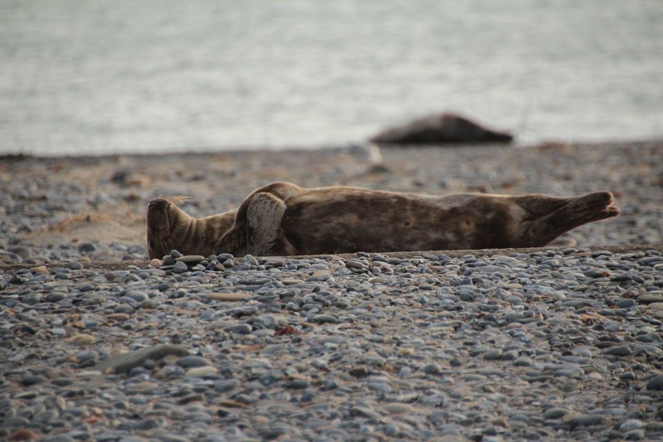 slapende zeehond op strand helgoland