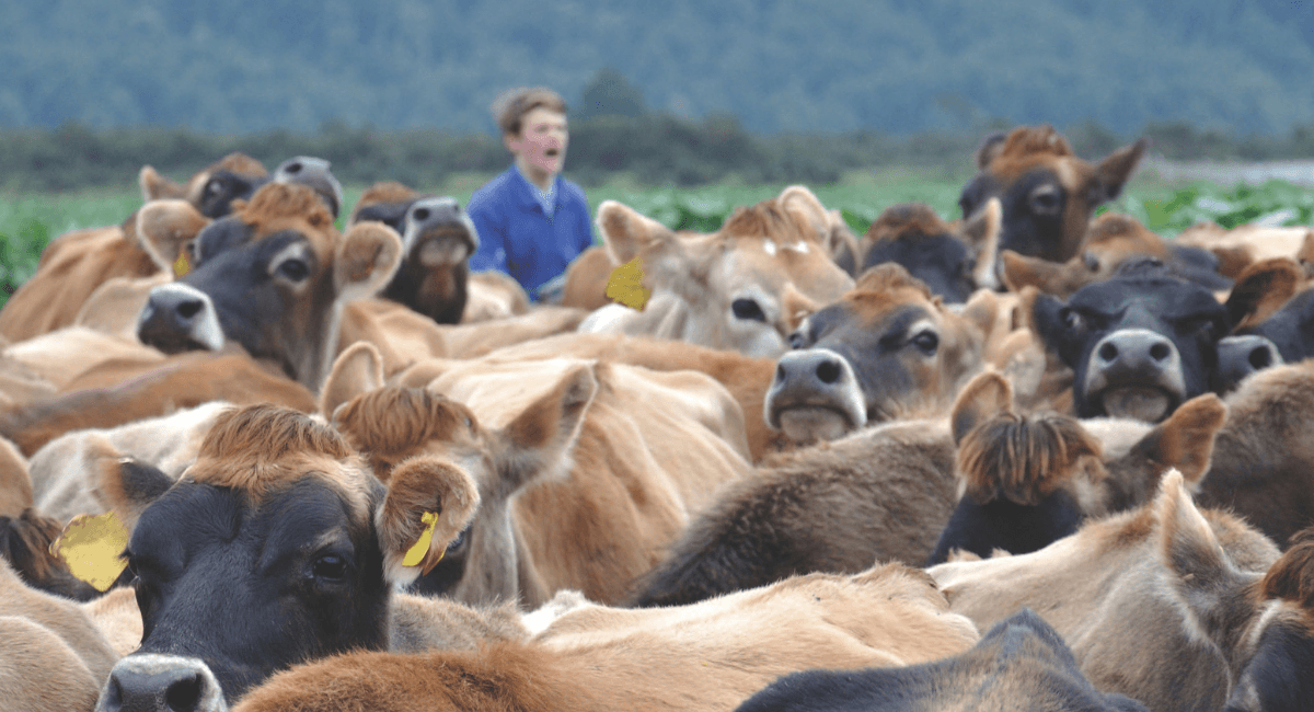 New: Contract Milking Accelerator Programme