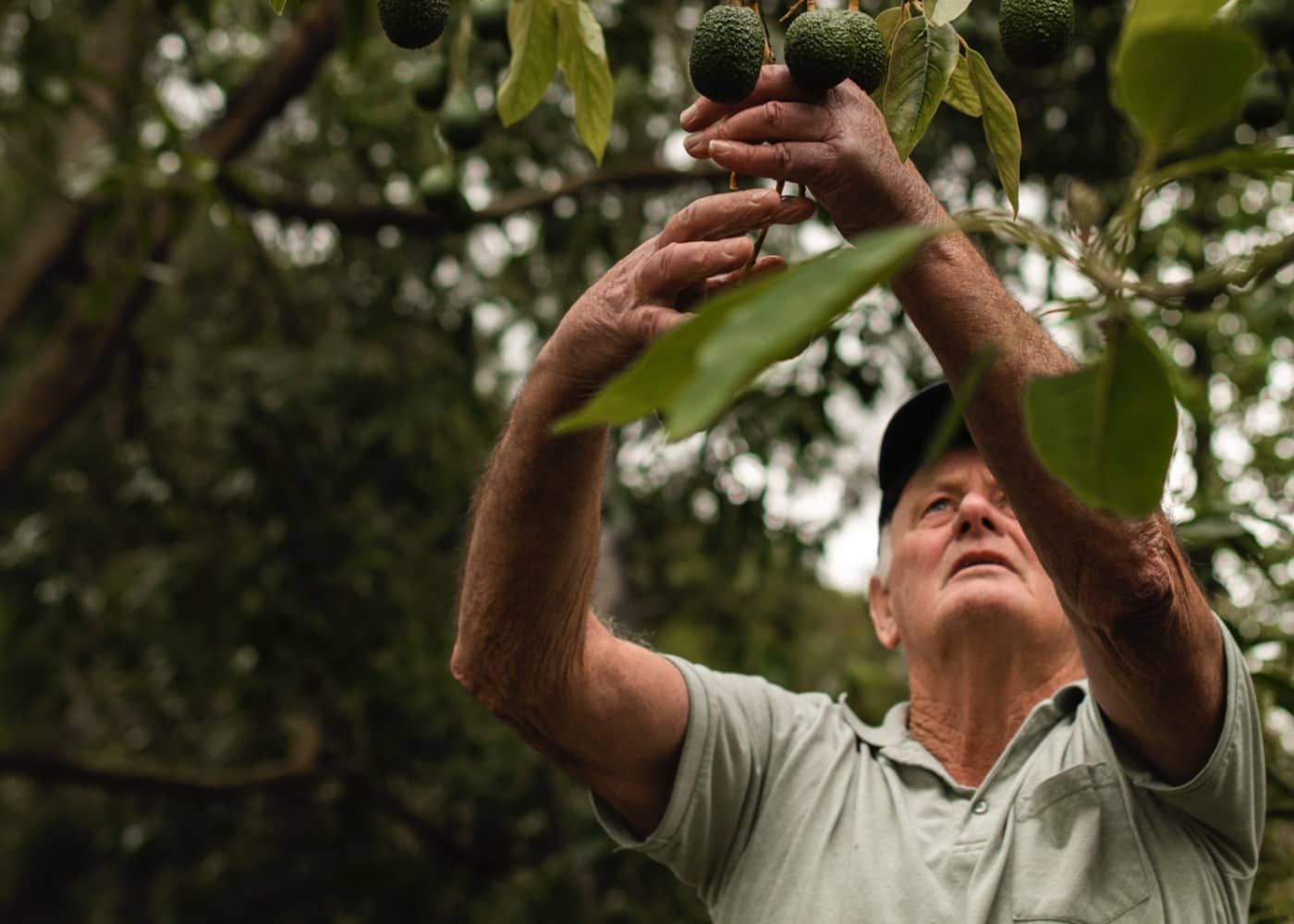 An elderly man is picking avocados from a tree.