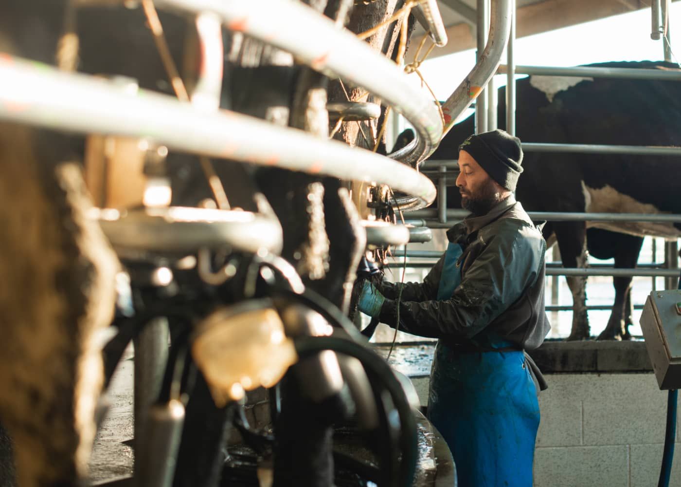 A man is milking cows in a dairy farm.