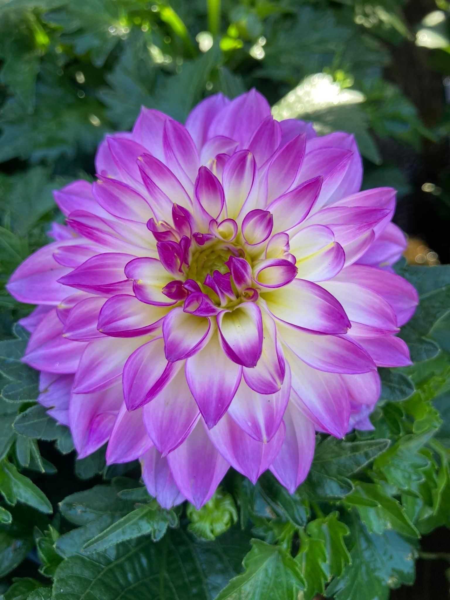 About Fiori Garden Center & Mason Supply East Meadow, NY