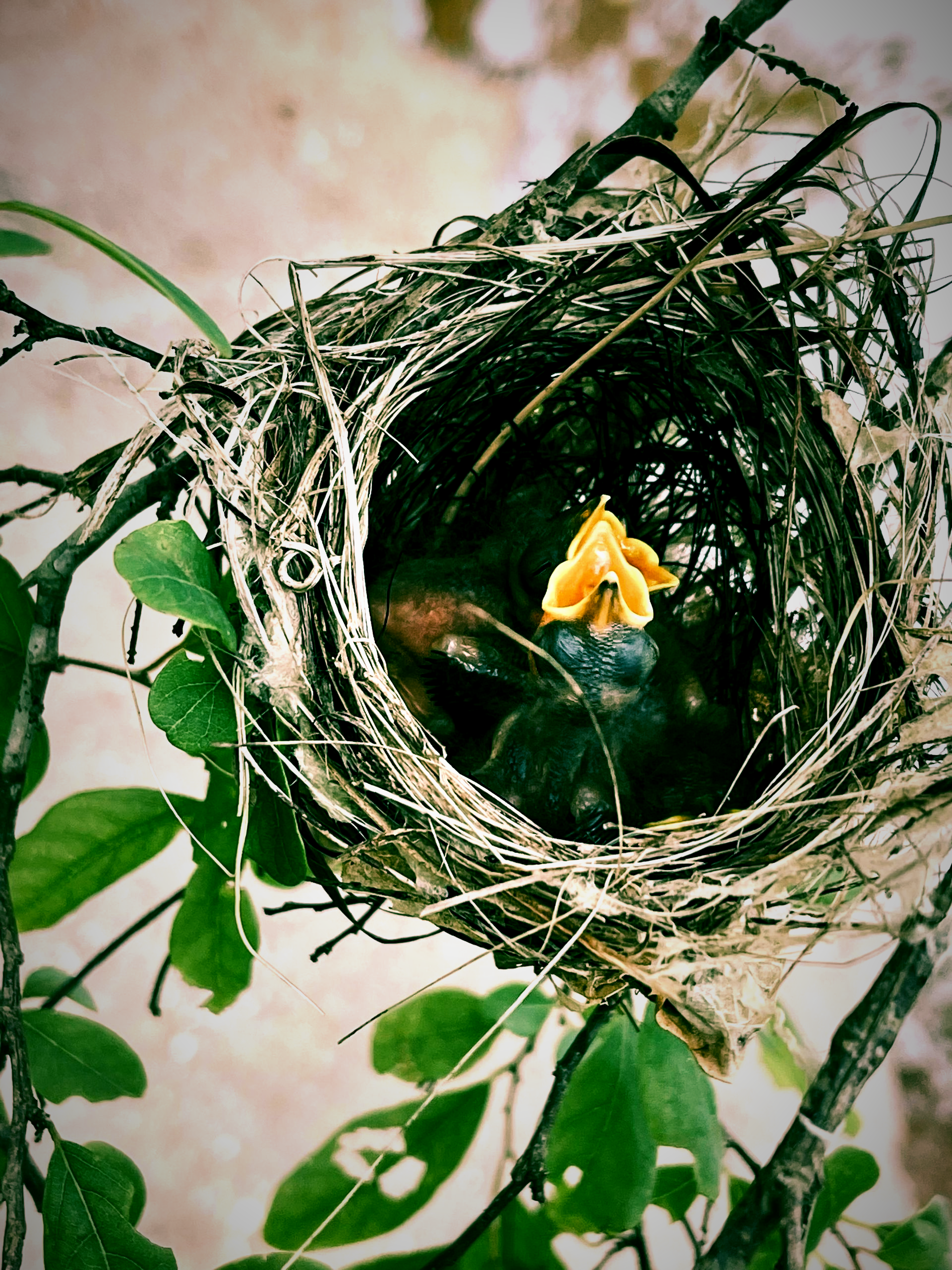 Linda De Thanch Callesen, Relationel Traumeterapeut,