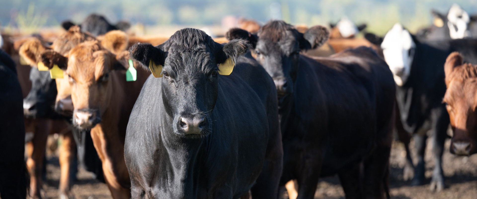 Arkansas Akaushi by JW Land and Cattle