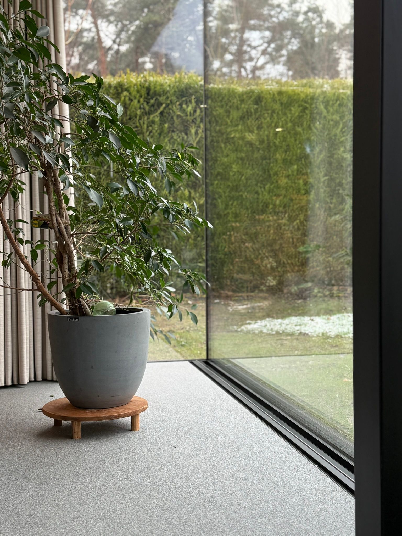 Een potplant op een houten standaard bij een groot raam met uitzicht op een groene haag.