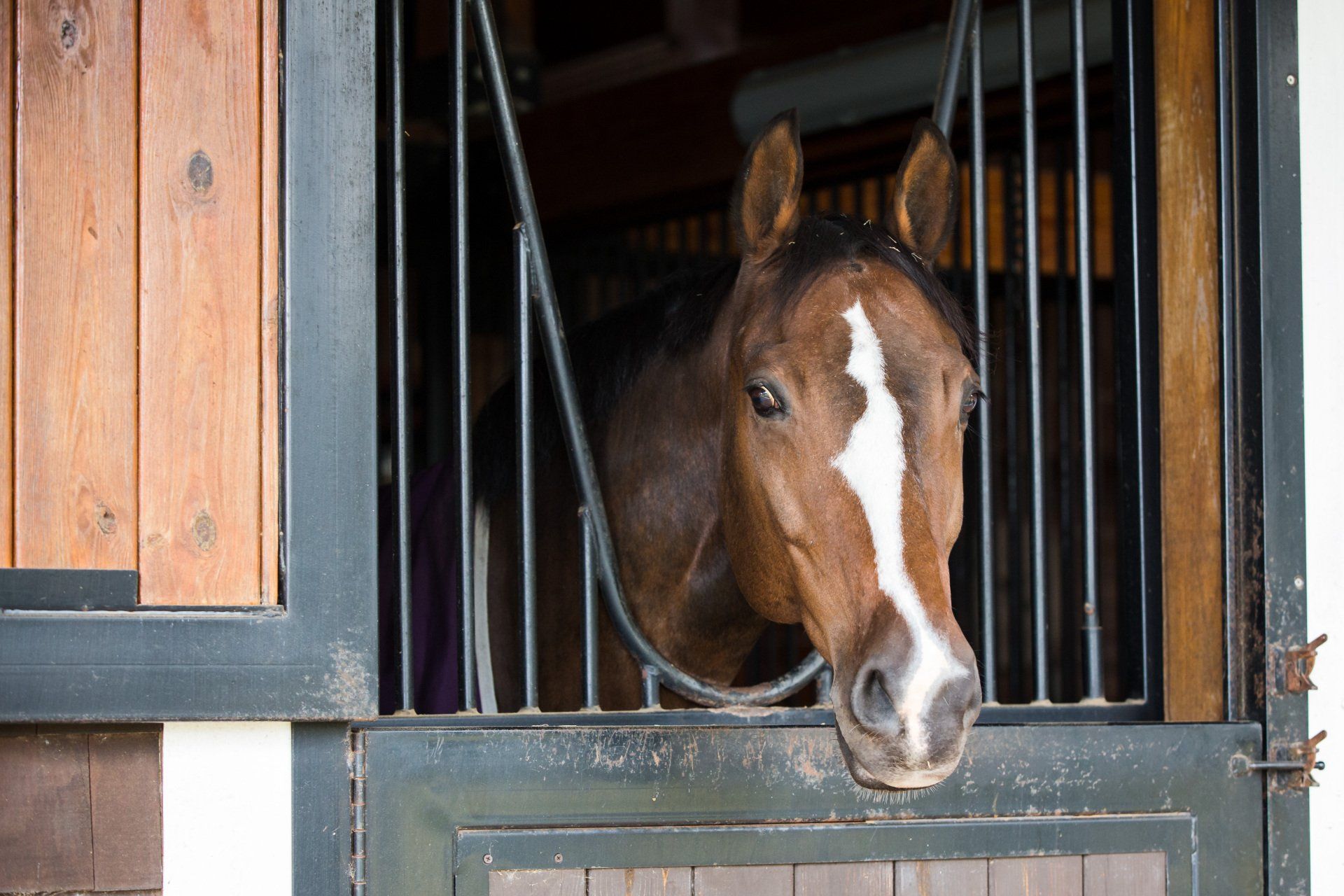 Meet Our Staff - South Carolina Equine Associates