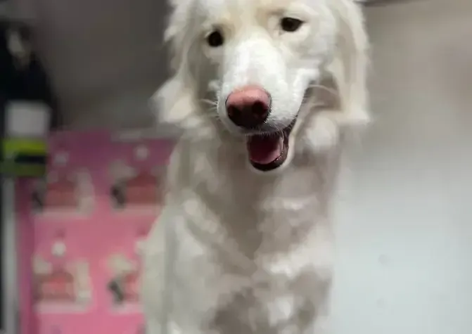 A white dog is standing on its hind legs with its mouth open.