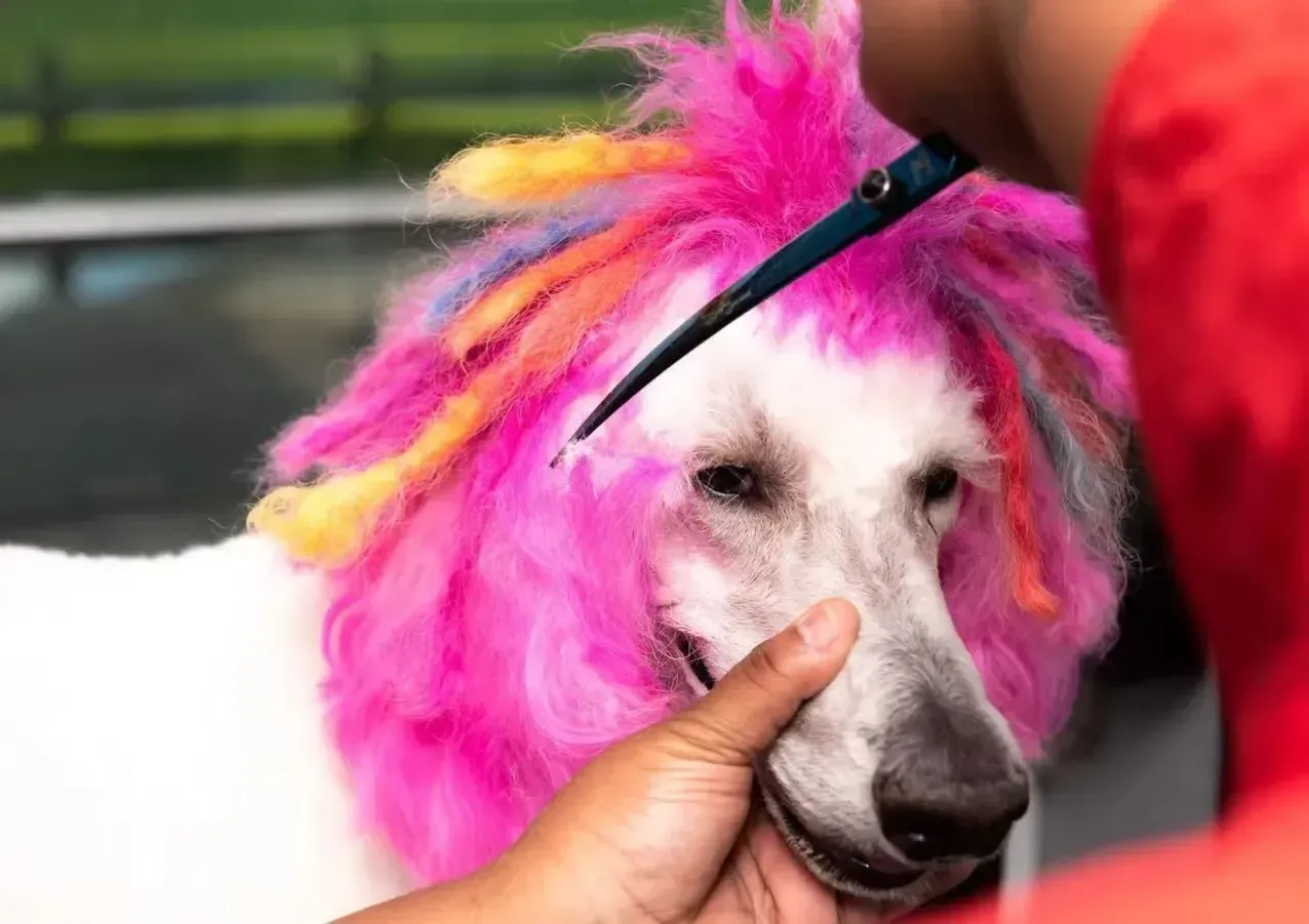 A person is brushing a white poodle with pink hair.
