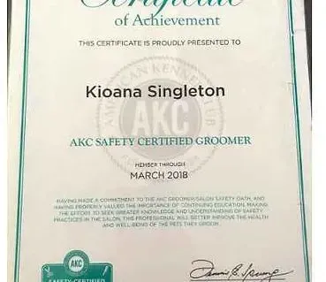 A certificate of achievement is proudly presented to kioana singleton akc safety certified groomer.