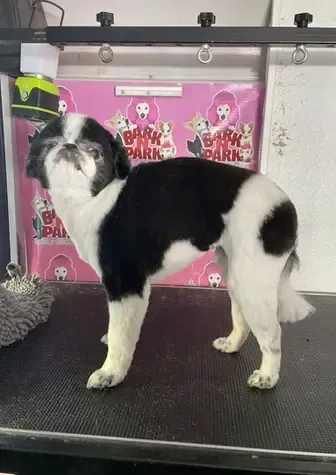 A black and white dog is standing on a grooming table.