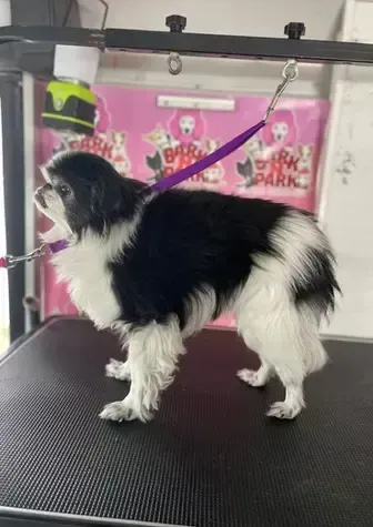 A black and white dog is standing on a grooming table.