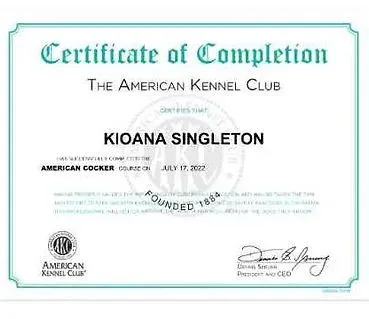 A certificate of completion from the american kennel club