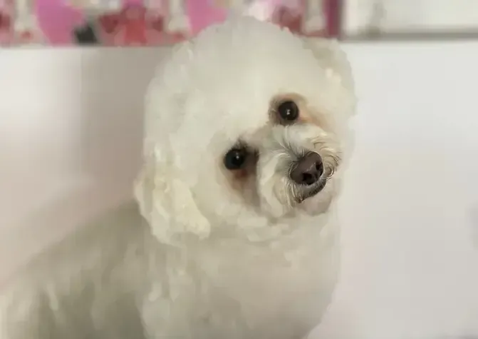 A small white dog is sitting on a white surface and looking at the camera.