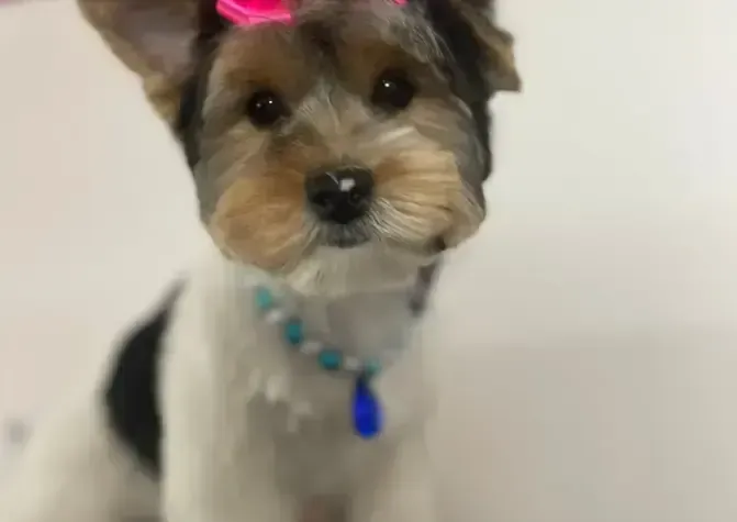 A small brown and white dog with a pink bow on its head.