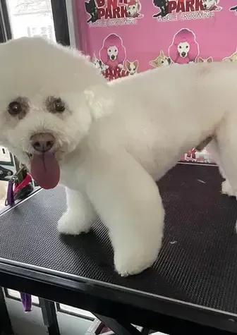 A white dog is sitting on a grooming table with its tongue hanging out.